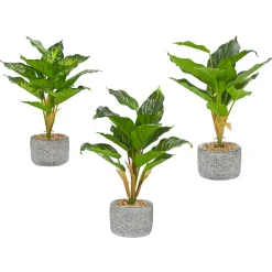 Pianta artificiale Dieffenbachia in vaso
