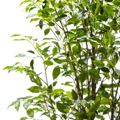 Pianta Artificiale Ficus in vaso
