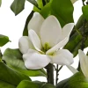 Pianta Artificiale Magnolia in vaso