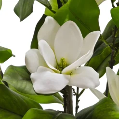 Pianta Artificiale Magnolia in vaso