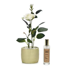Pianta con Vaso e Spray Profumato 30 ml