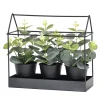 Set 3 Piante Artificiali Eucalipto in Serra Decorativa in Metallo Nero h22x24x10 cm